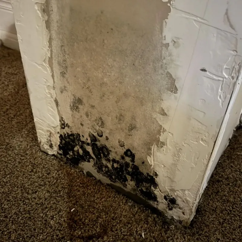 Professional Mold Removal in Grapeland, TX